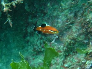 コブダイ幼魚