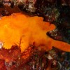 オオモンカエルアンコウ オオモンカエルアンコウ