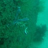 ムレハタタテダイ ムレハタタテダイ