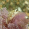 ウミエラカニダマシ ウミエラカニダマシ