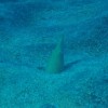 ダイナンウミヘビ ダイナンウミヘビ