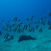 脇の浜のムレハタタテダイ