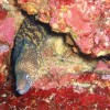 アカシマシラヒゲエビ