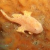 オオモンカエルアンコウ