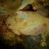 ベニカエルアンコウ