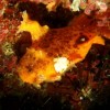 ベニカエルアンコウ