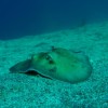 ヒラタエイ