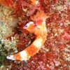 ニシキウミウシ ニシキウミウシ