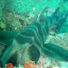 ネコザメ ネコザメ