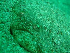 7/13　神子元島　ハンマー絶好調！！