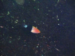 7/13　神子元島　ハンマー絶好調！！