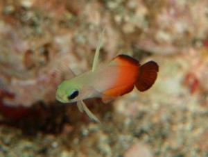 １０／３　富戸の海情報♪　出ちゃいました☆