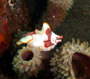 クマドリカエルアンコウby深澤様