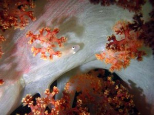 １１／１２　富戸の海情報♪　ウツボ好きですか？？