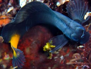 4/9 富戸の海情報♪ ちょっと得した気分な1日。