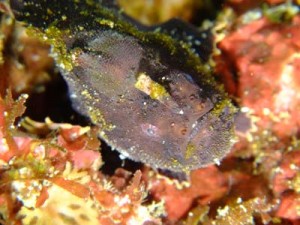 ベニカエルアンコウby ikumi