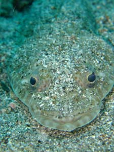 イネゴチby ikumi