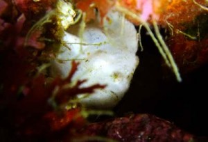 ４／１９　富戸の海情報♪　アオリイカ産卵床投入！！