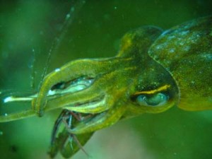 ４／２１　富戸の海情報♪　最近の富戸生物トピックス☆