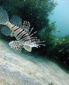 アオリイカ産卵床