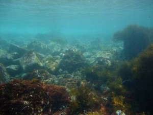 ４／２８　富戸の海情報♪　青い海へご案内！！