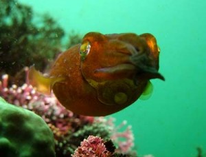 コウイカby 中川様