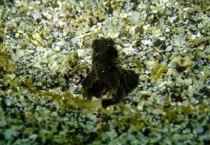 ホウボウ幼魚by 中川様