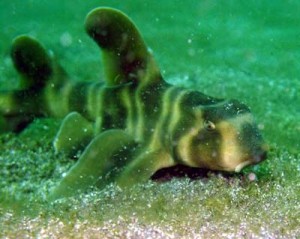 ネコザメby 中川様