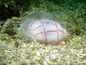 ４／１７　富戸の海情報♪　北東風のため…