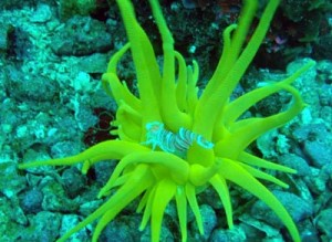 ４／６　富戸の海情報♪　桜見頃すぐです！！