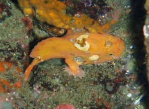 ベニカエルアンコウby 佐相様