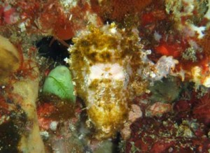 ベニカエルアンコウby 佐相様