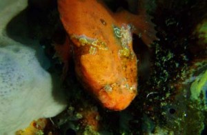 ベニカエルアンコウby 佐相様