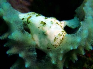 ベニカエルアンコウby 佐相様