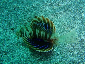 ４／３０　富戸の海情報♪　隠れ上手☆