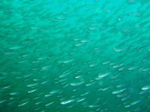 ４／３０　富戸の海情報♪　隠れ上手☆