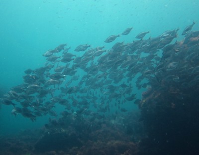 6/4　ウエットで快適ダイブ♪