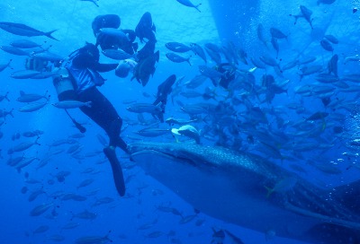 世界最大の魚ジンベイザメと一緒に潜ろう！！沖縄ジンベイザメダイブツアー　１１/２３(水)～２６(金)　３泊４日