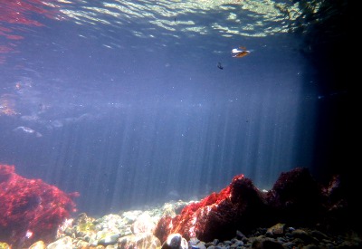 6/28　富戸の海ログ　魚影濃くなってきました！