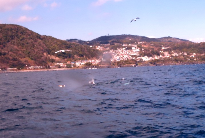 2.26 富戸の海ログ のんびりマクロダイブ~~♪