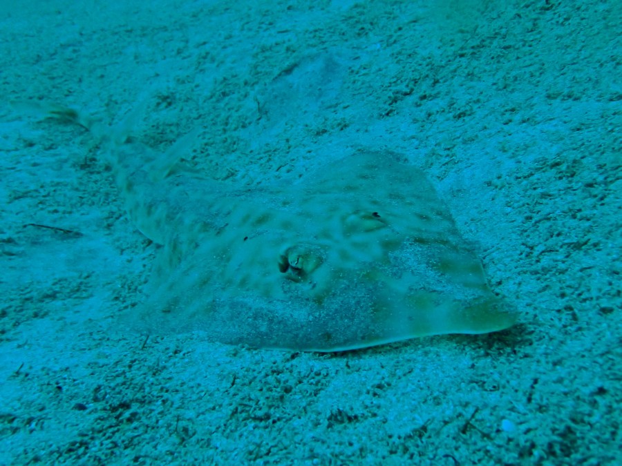 5/13 富戸海ログ ヨコバマは宝石箱~♪♪