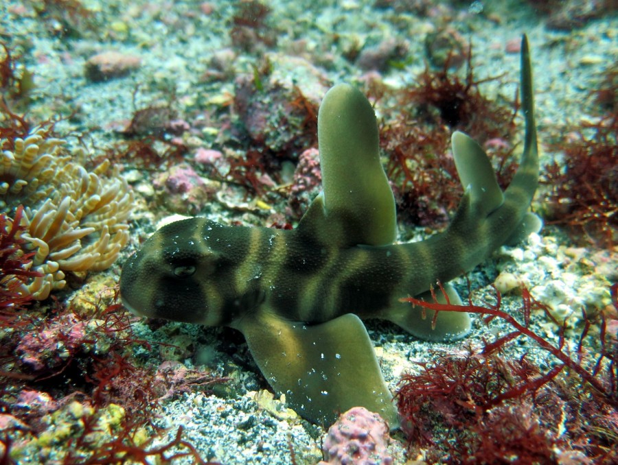 5/2　富戸海ログ　ミニミニ探し♪