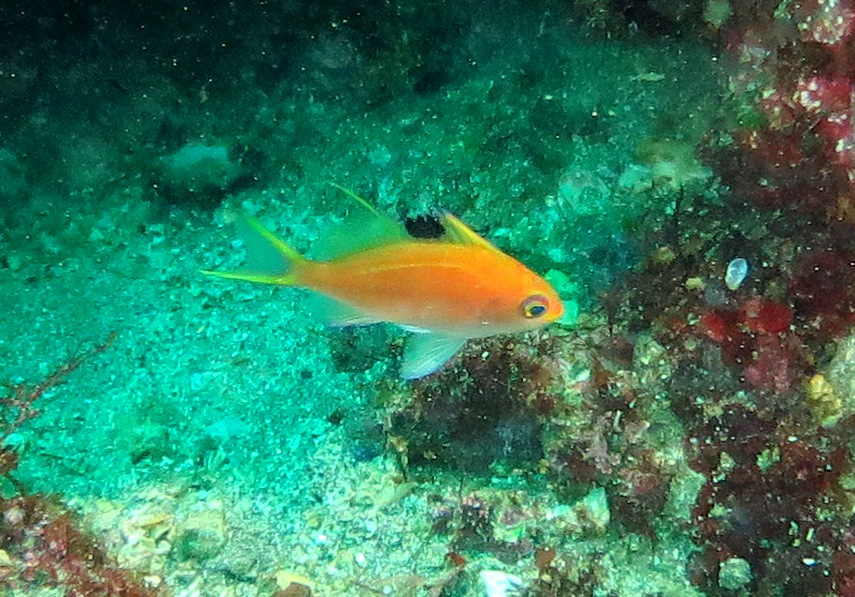 5/10 ピカチューねらって♪