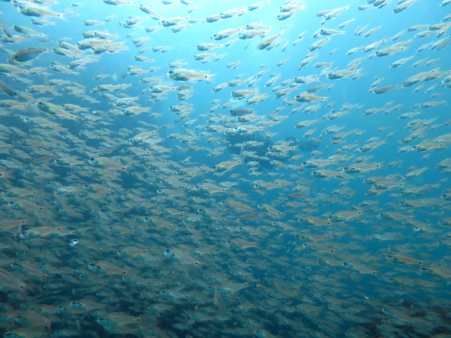 ５月の水中はこ～んな感じ♪