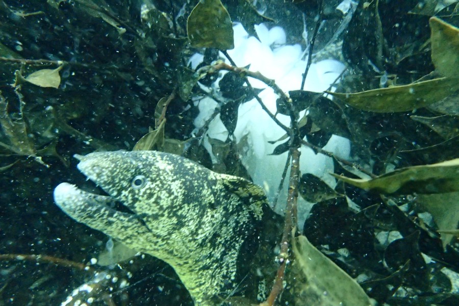 ６/２　富戸の海ログ　ついに・・・ｷﾀ━(ﾟ∀ﾟ)━!