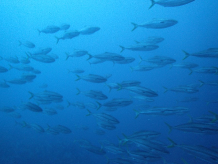 外洋ドリフトダイブに行ってきました～ヽ(´▽｀)/