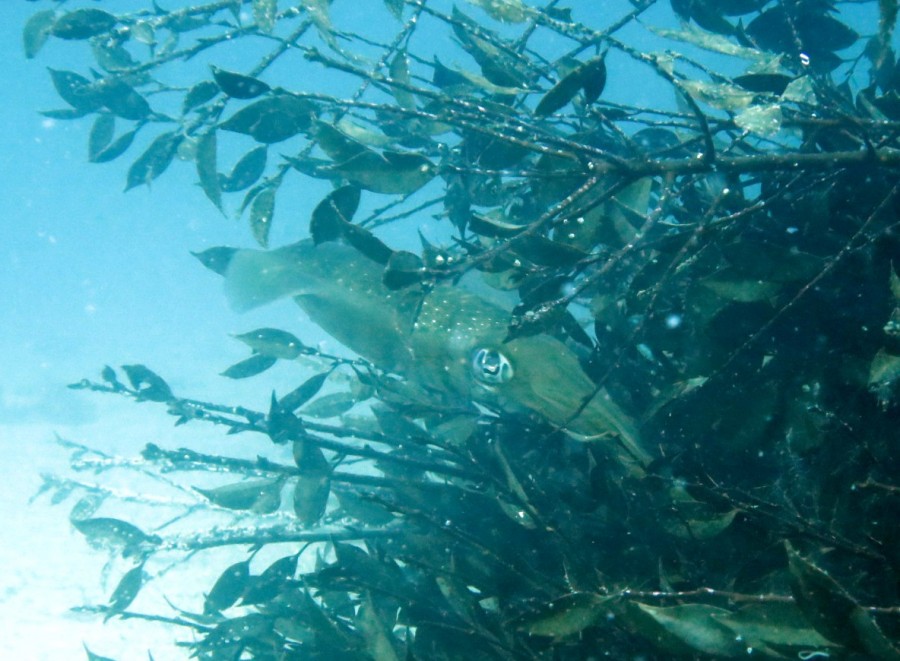 ６/３　富戸の海ログ　久しぶりに出会えました♪