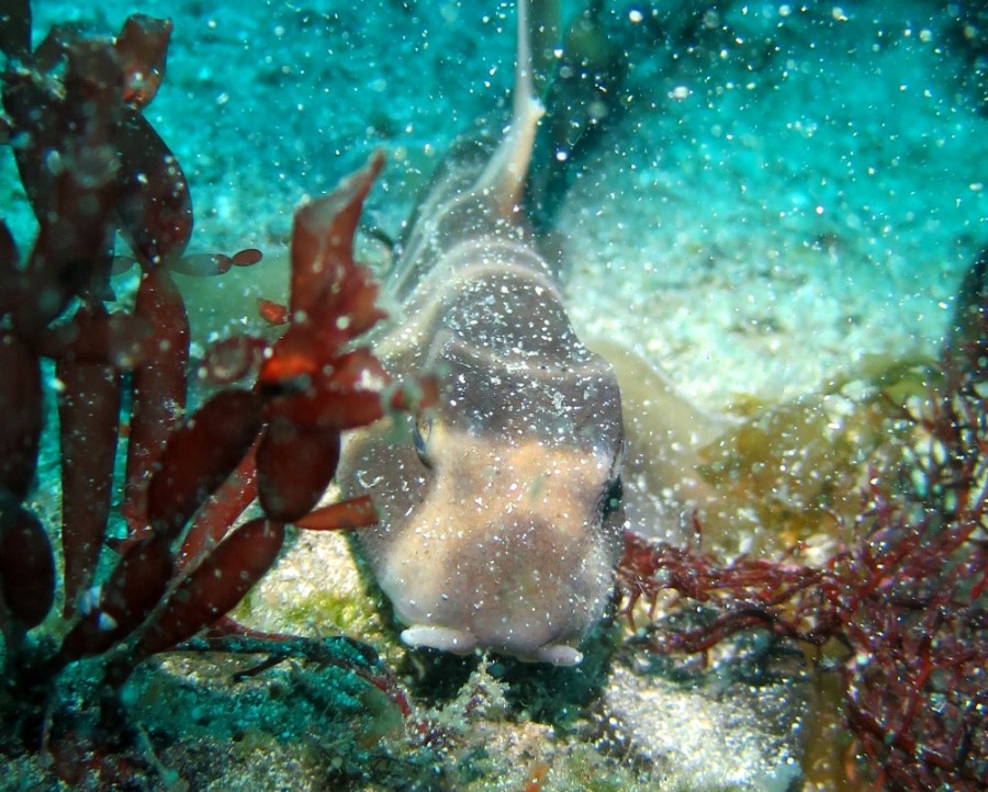 ６/４　富戸の海ログ　眩しい日差しの中のダイビング♪