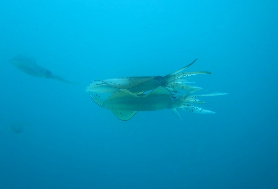 ６/１１　富戸の海ログ　アオリイカ戻ってきたよ～