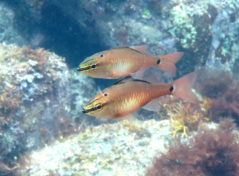 ６/１４　富戸の海ログ　やっぱりアオリイカ最高♪